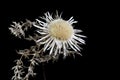 Dried dwarf thistle Cirsium acaule