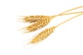 Dried ear of barley or wheat isolated on white background. Royalty Free Stock Photo