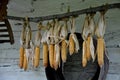 Dried ear of corn hung as a decoration on a stick near the barn. maize can be given to cattle or hens as feed