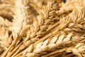 Dried Ears Of Wheat As Background