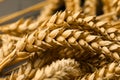 Dried Ears Of Wheat On Blurred Background, Closeup