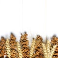 Dried ears of wheat, oats and other grains lie on a white background wood Royalty Free Stock Photo