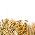 Dried ears of wheat, oats and other grains lie on a white background wood Royalty Free Stock Photo