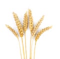 Dried Ears Of Wheat On White Background, Top View