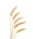 Dried Ears Of Wheat On White Background, Top View