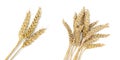 Dried ears of wheat on background, top view. Banner design Royalty Free Stock Photo