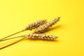 Dried Ears Of Wheat On Yellow Background, Closeup