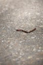 Dried Earthworm on Cement