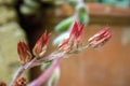 Dried echeveria succulent plant flowers Royalty Free Stock Photo