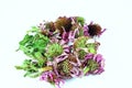 Dried echinacea purpurea in white background Royalty Free Stock Photo