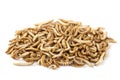 Dried edibledible mealworms Royalty Free Stock Photo