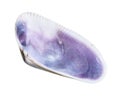 Dried empty blue shell of clam cutout on white