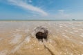 Dried and empty coconuts on a beach Royalty Free Stock Photo