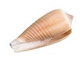 Dried empty shell of cone snail cutout on white