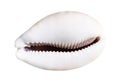 dried empty shell of cowrie cutout on white Royalty Free Stock Photo