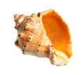 Dried empty shell of rapana cutout on white