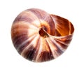 Dried empty shell of roman snail cutout