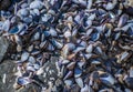 Dried empty shells of molluscs.