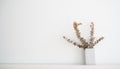 Dried eucalyptus branches with white wall