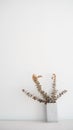 Dried eucalyptus branches with white wall