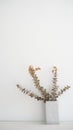 Dried eucalyptus branches with white wall