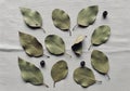 Dried eucalyptus leaves (Eucalyptus spp.) are arranged on a Royalty Free Stock Photo