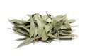 Dried eucalyptus leaves Royalty Free Stock Photo
