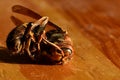 Dried Europen Hornet Vespa Crabro lying on wooden table in afternoon sun. Royalty Free Stock Photo
