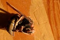 Dried Europen Hornet Vespa Crabro lying on wooden table. Royalty Free Stock Photo