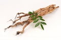 Dried Eurycoma longifolia Jack tree and green leaves on natural background.