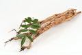 Dried Eurycoma longifolia Jack tree and green leaves on natural background.