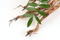 Dried Eurycoma longifolia Jack tree and green leaves on natural background.