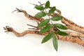 Dried Eurycoma longifolia Jack tree and green leaves on natural background.