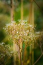 Dried faded chervil on the summer field