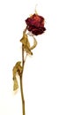 Dried faded rose on white background