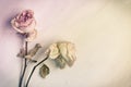 Dried faded roses on old paper on wooden background