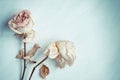 Dried faded pink roses on old white paper background