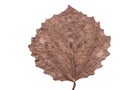 Dried fall aspen leaf