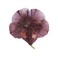 dried fall burgundy flower viola isolated elements, white, background for scrapbook, object, roughage autumn leaf. Royalty Free Stock Photo