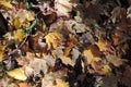 Dried fall leaves covered the ground Royalty Free Stock Photo