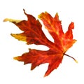 Dried Fall Maple Leaf Royalty Free Stock Photo