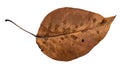 Dried fallen brown autumn leaf of apple tree Royalty Free Stock Photo