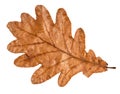 Dried fallen brown autumn leaf of oak tree Royalty Free Stock Photo