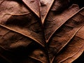dried fallen brown leaf Royalty Free Stock Photo