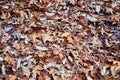 Dried Fallen Brown Leaves on the Ground Background