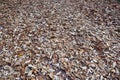 Dried Fallen Brown Leaves on the Ground Background