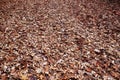 Dried Fallen Brown Leaves on the Ground Background