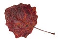 Dried fallen dark red autumn leaf of aspen tree Royalty Free Stock Photo