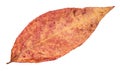 Dried fallen pink autumn leaf of willow tree