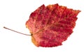 Dried fallen red autumn leaf of alder tree